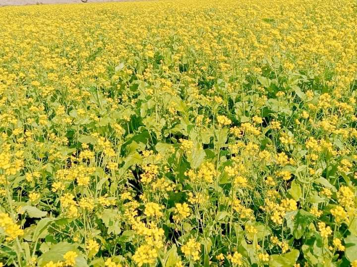নালিতাবাড়ীতে বাড়ছে সরিষার চাষ
